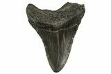 Fossil Megalodon Tooth - South Carolina #331518-1